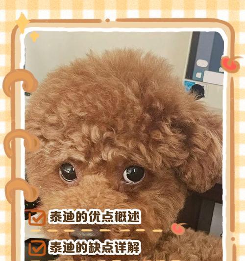 养泰迪犬一个月的开销有多高？（解析泰迪犬养育成本，给你全面了解）