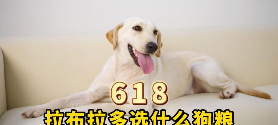 拉布拉多多久可以不泡狗粮？（科学喂养方法揭秘，拉布拉多的饮食需求和注意事项）