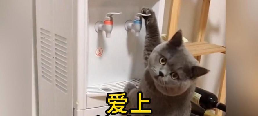 小猫刚出生时多久开始喝水？（探究小猫在生后多久开始摄入水分的关键时期）