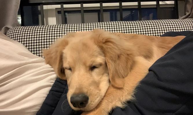 如何让金毛犬毛恢复光泽（解决金毛犬毛粗糙问题的有效方法）