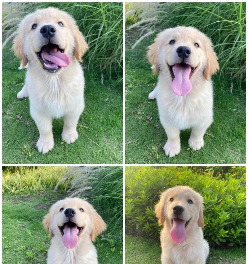 金毛幼犬的新家适应期（了解金毛幼犬适应新家的时间和方法）