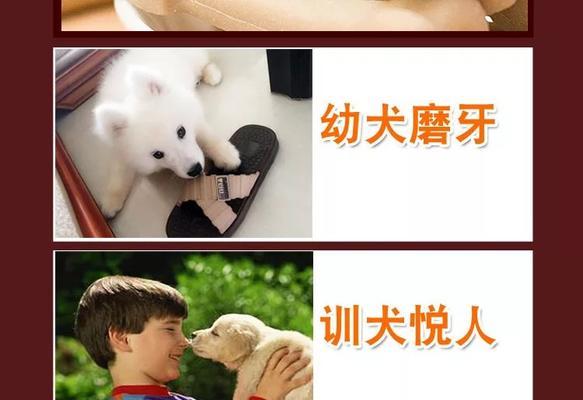 哈士奇幼犬多久可以吃磨牙棒（选择适合幼犬的磨牙棒，保护它们的口腔健康）