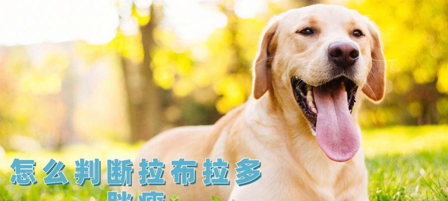 如何通过金毛判断胖瘦？（金毛体重管理技巧与饮食控制方法）