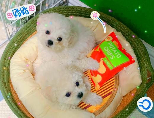 狗狗断奶时间的重要性（了解狗狗断奶时间，保障幼犬健康成长）