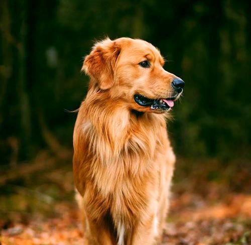 如何给金毛犬进行驱虫？（金毛犬的驱虫时机和方法详解）