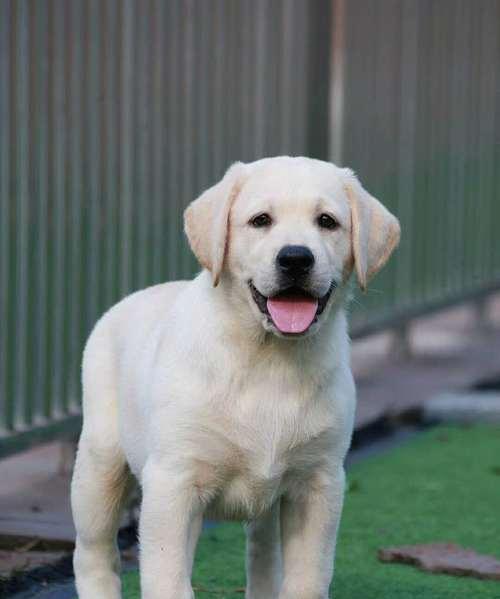 拉布拉多幼犬饲养指南（从小狗到乖巧伴侣，打造幸福的犬舍生活）
