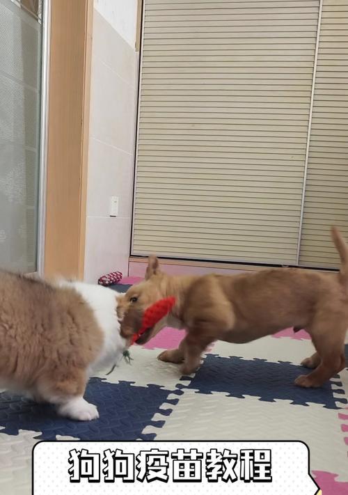 狗狗何时可以接种疫苗？（了解狗狗接种疫苗的最佳时机）