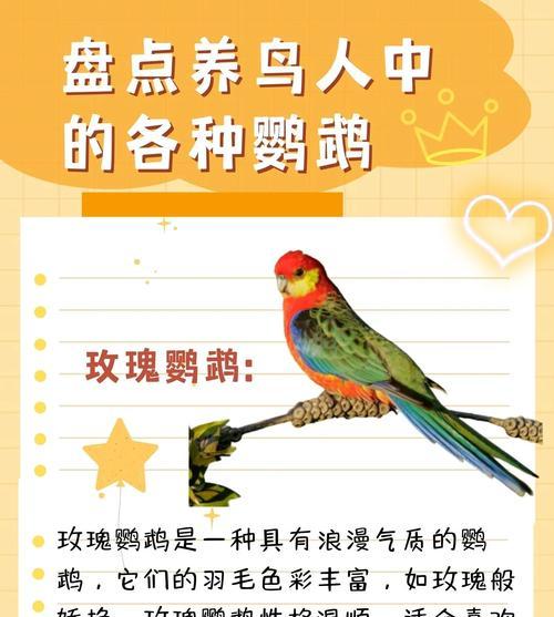 东玫瑰鹦鹉的寿命及养护知识（了解东玫瑰鹦鹉的寿命，打造健康幸福的宠物生活）