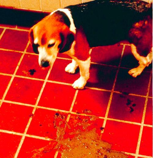 狗狗冠状病毒需要隔离多久？（了解病毒隔离期的关键信息。）