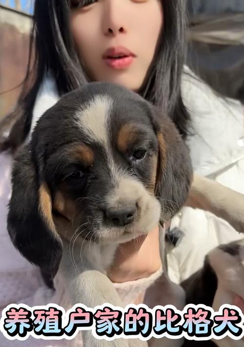 比格犬的饲养宝典（培养比格犬的养育技巧和注意事项，让你和宠物共享美好时光）