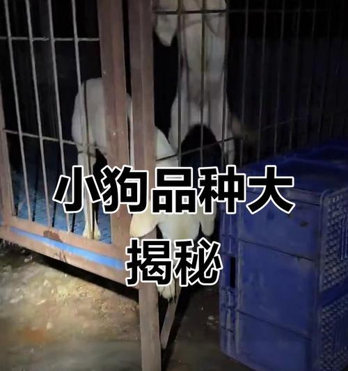 选择合适的宠物狗狗品种，让生活更美好（探索不同宠物狗狗品种的特点和优势）