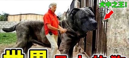 世界上头比较大的狗品种有哪些？（探索那些拥有巨大头部的狗狗世界）