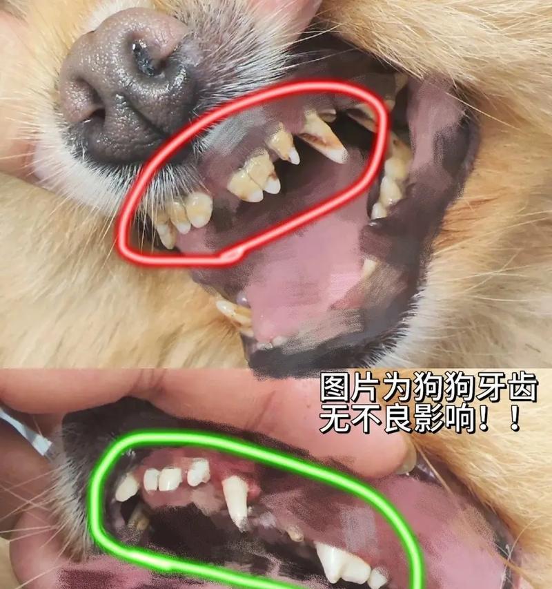 狗狗的牙齿生长周期（揭秘狗狗何时开始长牙齿）