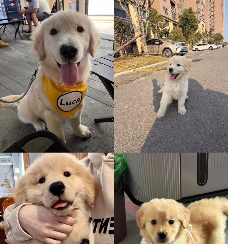 金毛幼犬生小宝宝需要多久？（繁殖周期、生育时间、关键因素及注意事项）