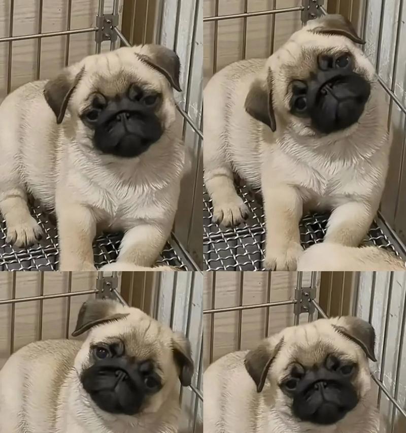 探索巴哥犬的独特魅力（了解巴哥犬的品种特点及适合养狗人士的选择）