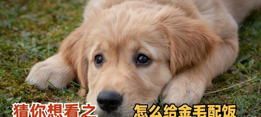 金毛犬三个月时最适合的狗粮选择（为你的小金毛提供最佳营养，让它健康成长）