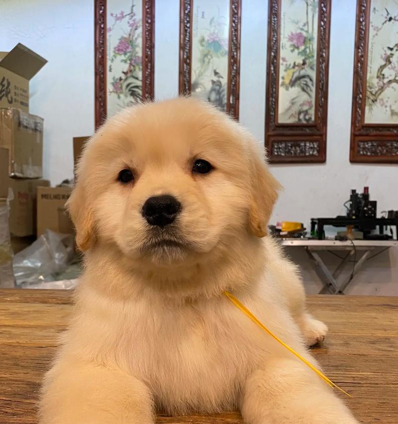 金毛多久好看？（解密金毛美容的时间周期，掌握秘诀让你的宠物永远迷人动人。）