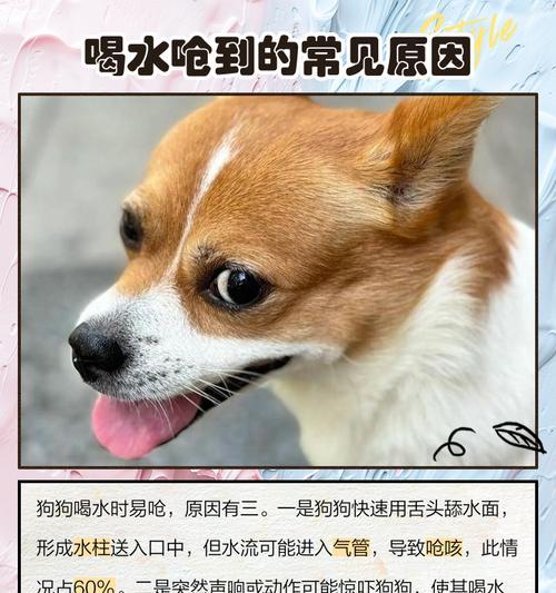狗狗能够不喝水多久？（探讨狗狗的饮水需求及健康问题。）