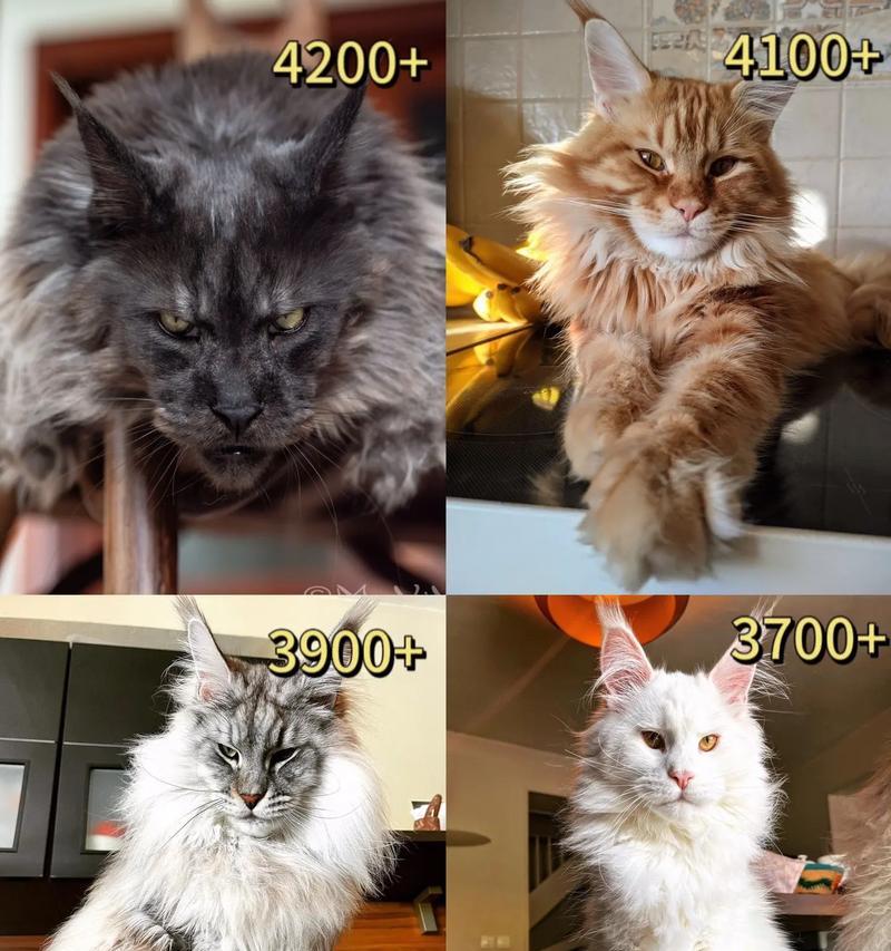 缅因猫的成年期及其特点（探究缅因猫从幼猫到成年猫的发育过程及其特征）