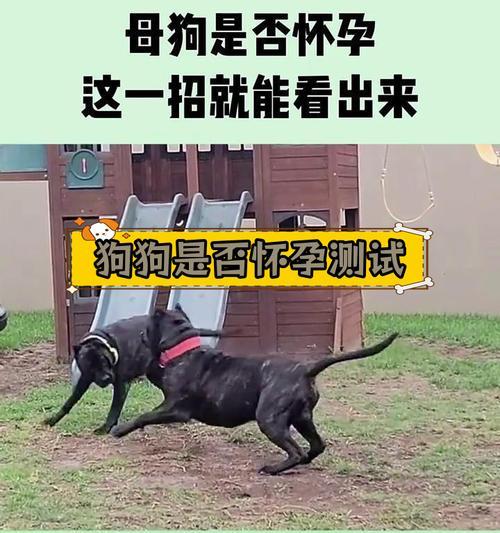 母狗怀孕的症状及注意事项（探究母狗怀孕的迹象与保健要点）