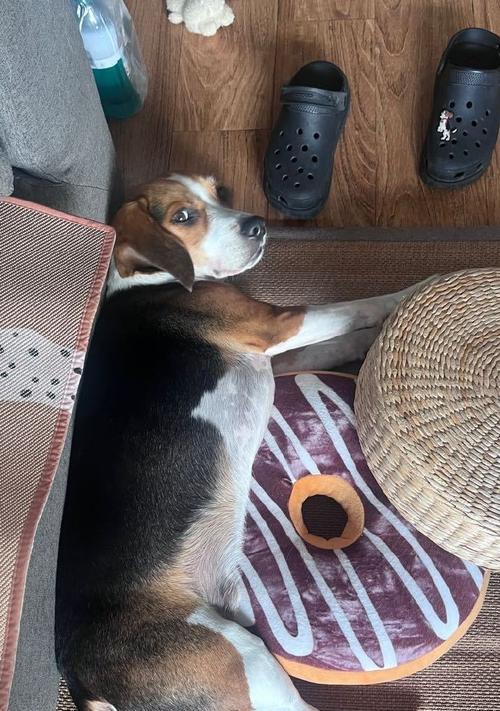 不养比格犬的原因及其缺点（为什么不适合养比格犬？比格犬的特点和问题）