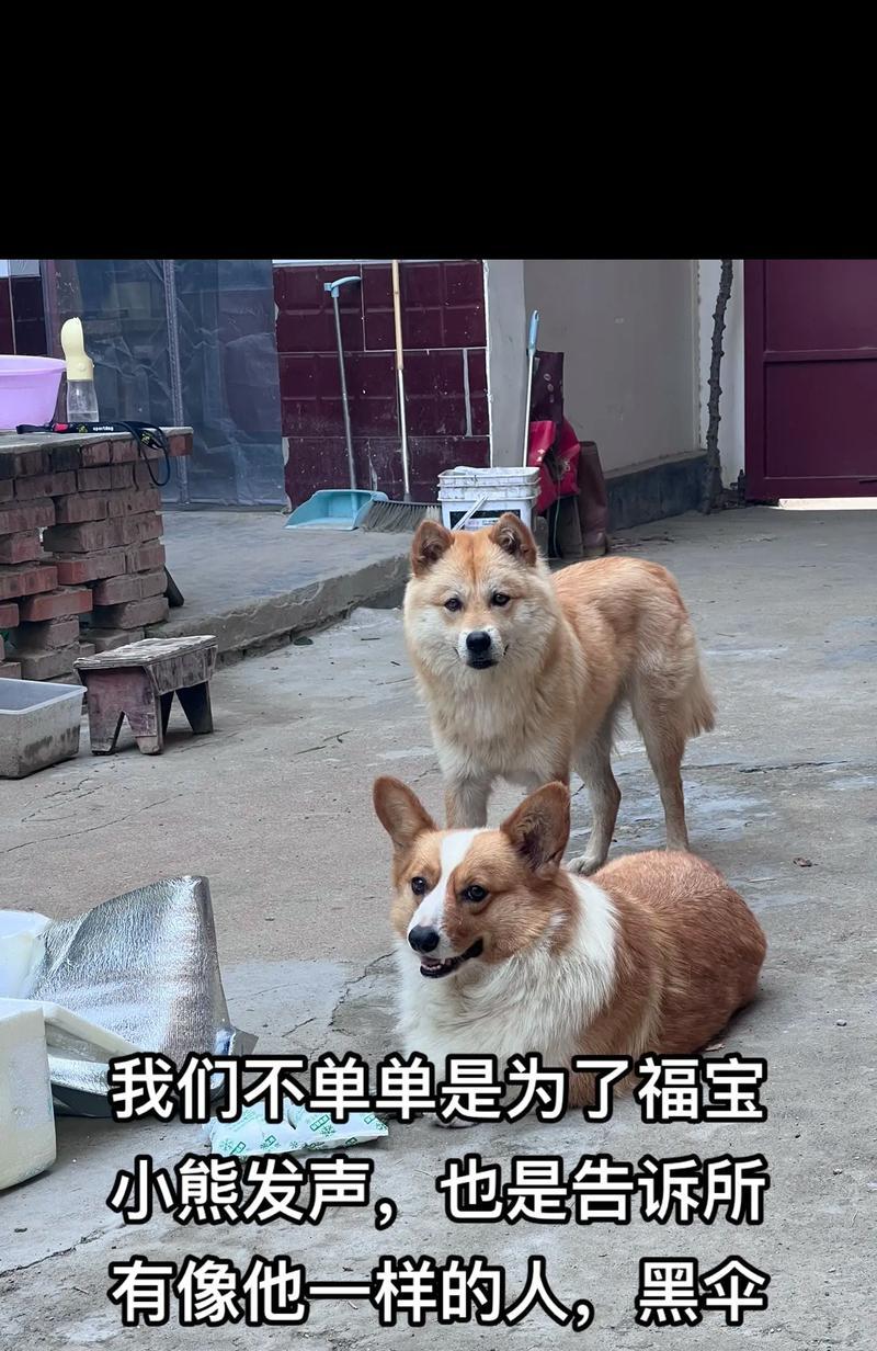 中华田园犬的成年时间及特征（了解中华田园犬的成长过程与特点）