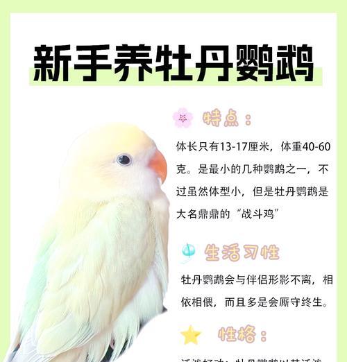 黄桃鹦鹉的笼养时间及注意事项（了解黄桃鹦鹉的笼养时间与要求，做到更好的照顾它们）