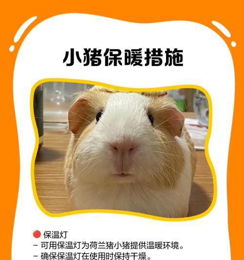 如何判断荷兰猪怀孕多久了？（荷兰猪怀孕周期及判断方法）