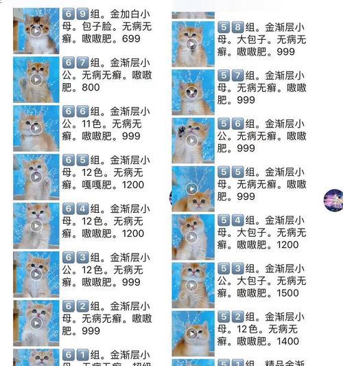 新手养猫必备（为宠物猫的到来准备好一切）