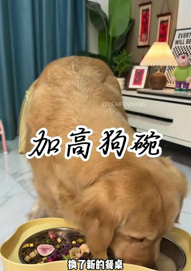 金毛喂食量的科学指导（金毛各个阶段的合理饮食计划和食量控制）