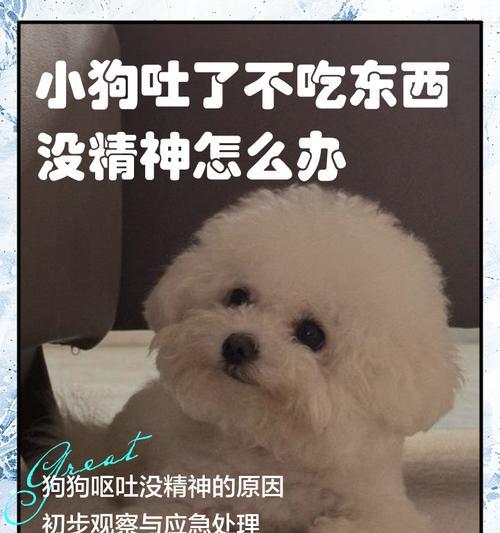 狗狗腹泻的原因及处理方法（了解狗狗腹泻的常见原因和正确处理方法，让它尽快恢复健康）