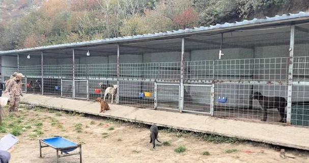揭秘北京狗市的繁华与困扰（一窥北京狗市的买卖风生水起与法律隐忧）