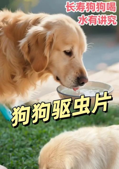 狗狗驱虫后多久可以吃饭？（了解适当的喂养时间和注意事项）
