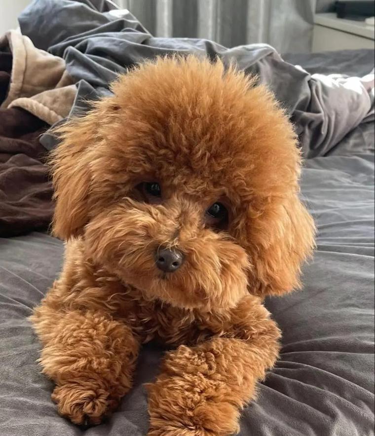 泰迪犬的优点及其受欢迎的原因（泰迪犬）
