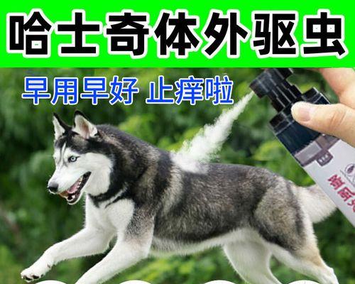 哈士奇打虫周期及注意事项（科学养犬，提前预防）