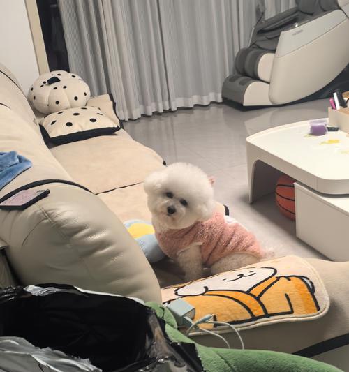 泰迪犬什么时候可以开始主食狗粮？（探讨泰迪犬逐渐过渡到主食狗粮的最佳时间和方法）