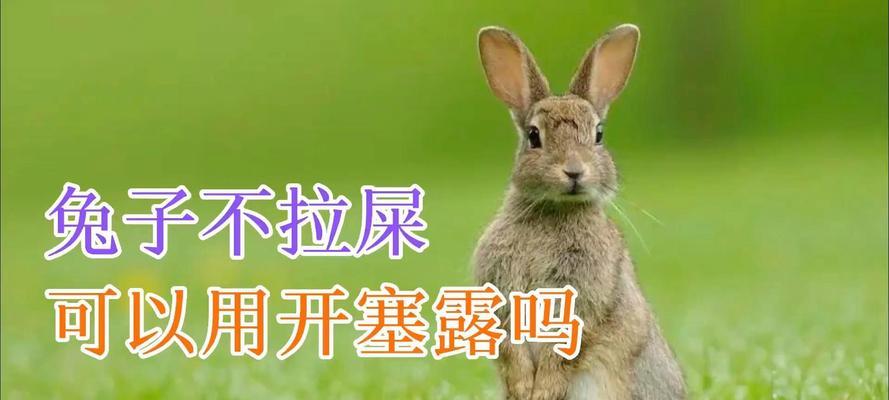 兔子的拉屎时间（探究兔子进食与排便之间的时间关系）