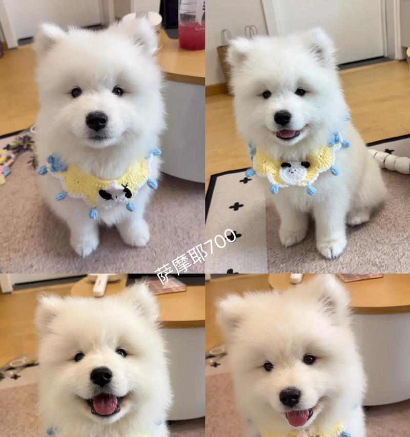萨摩耶犬寿命短的原因及预防措施（揭秘萨摩耶犬寿命短的原因，了解如何延长它们的寿命）