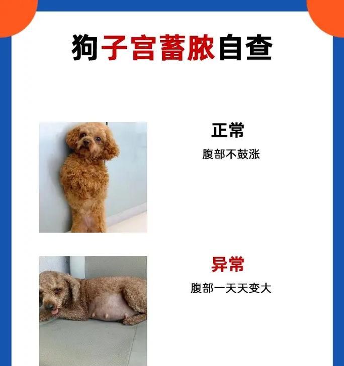 狗狗腹部肿大的原因及处理方法（了解狗狗腹部肿大的原因，及时采取正确的处理方法）