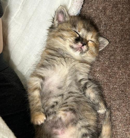 新生小奶猫的养护指南（如何喂养刚出生的小奶猫？）