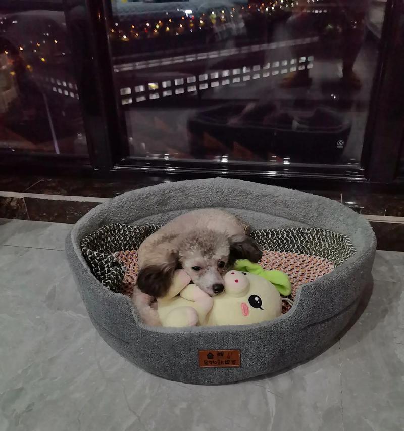 泰迪狗的忧郁症状及其处理方法（了解泰迪狗忧郁症的迹象，帮助你的宠物恢复快乐）