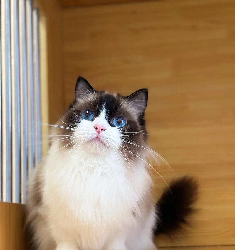 布偶猫绝育手术（探索绝育手术对布偶猫的重要性和影响）