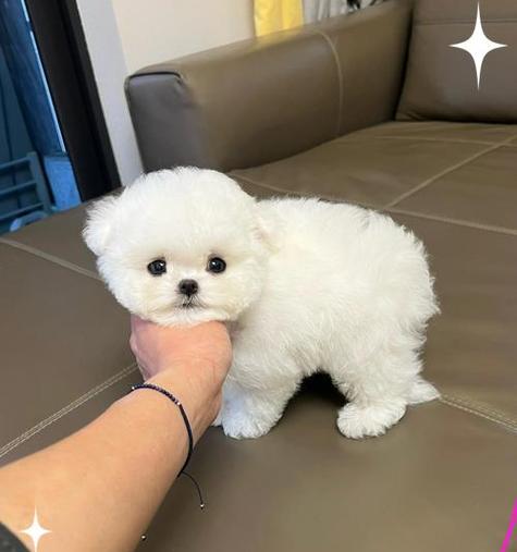 如何养护比熊犬？（比熊犬的饮食和养护注意事项）