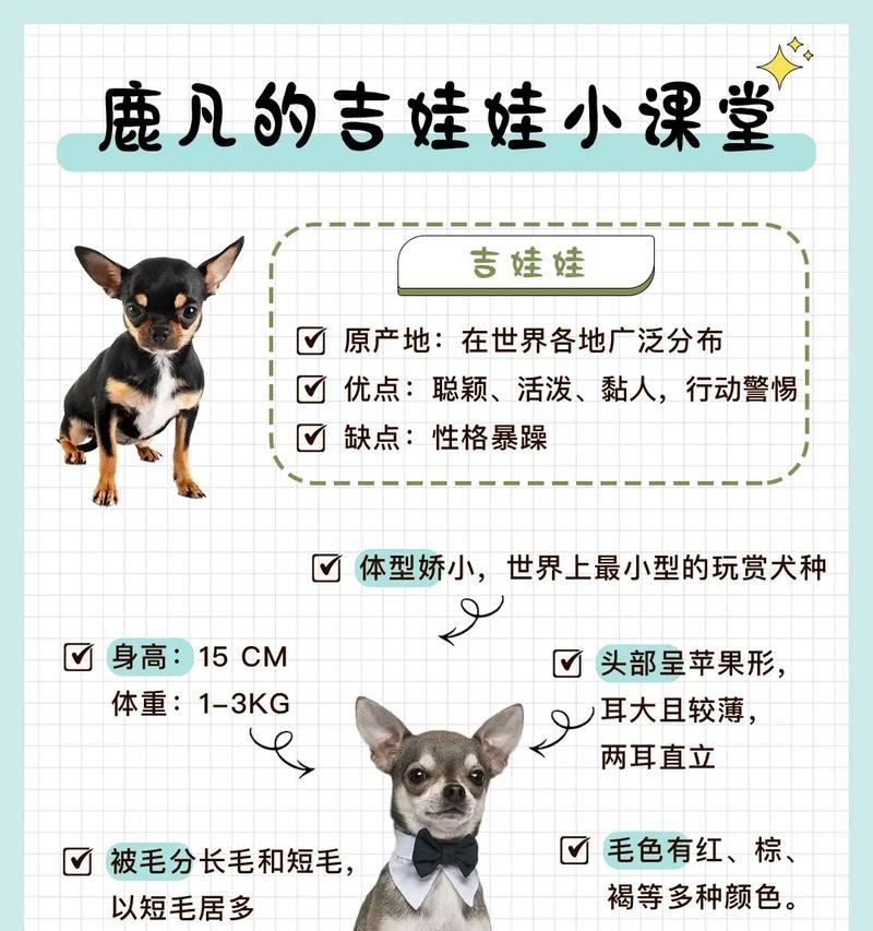吉娃娃临产被抛弃，成功生下11只宝宝打破世界纪录！（母爱的伟大力量，吉娃娃成为生命的勇者）