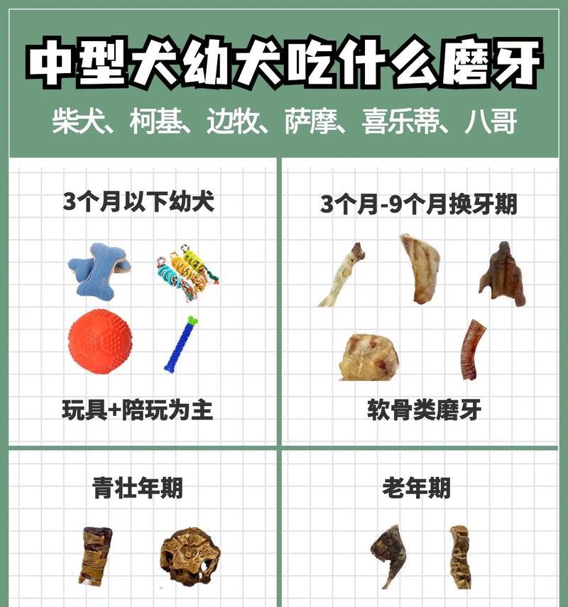 博美犬的磨牙期及其时长（了解博美犬的磨牙期对其健康成长至关重要）