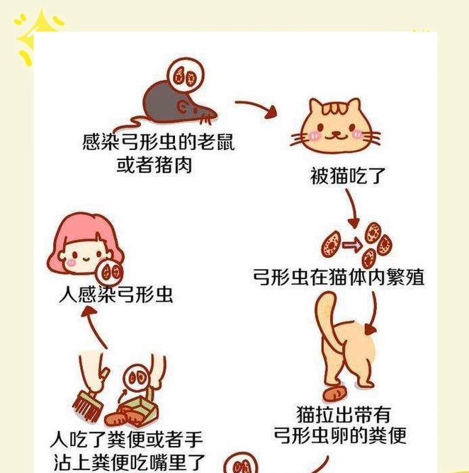 狗与弓形虫（了解弓形虫感染对狗的影响，保护你的宠物免受感染）
