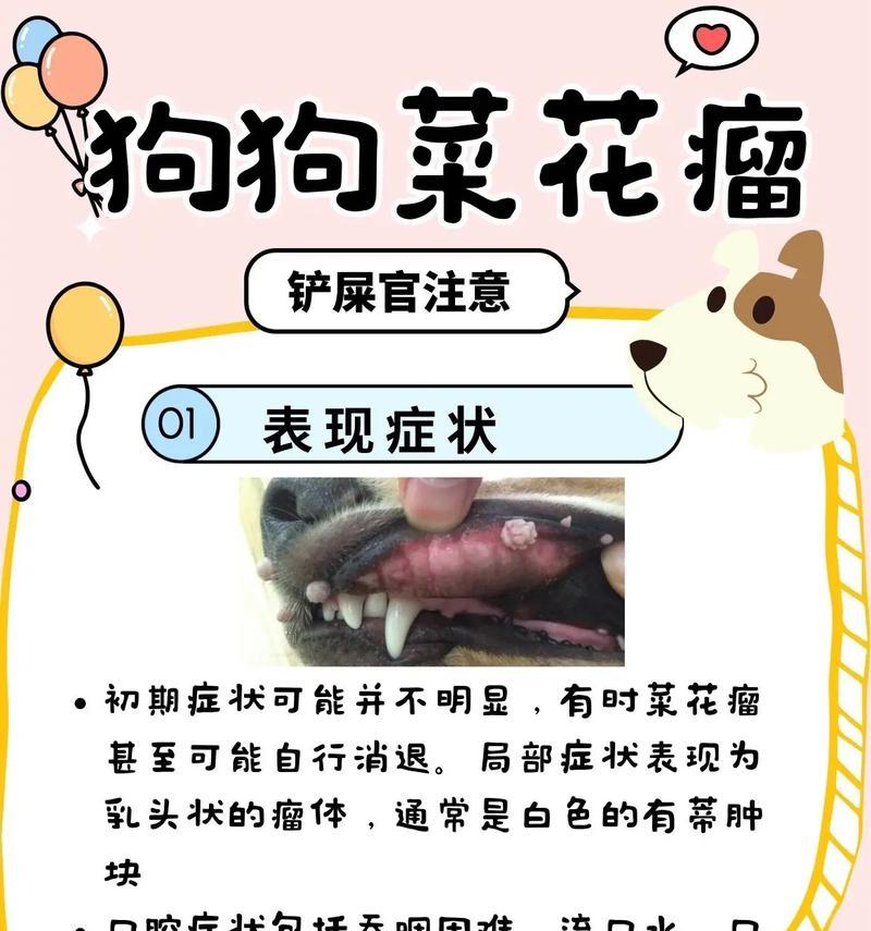 狗狗大姨妈的照顾与注意事项（帮助狗狗度过姨妈期的七个关键要点）