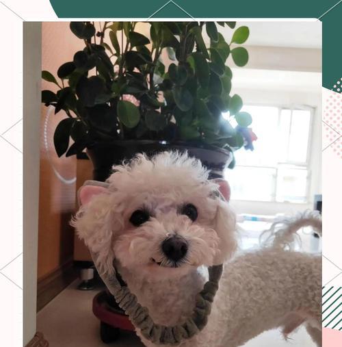 比熊犬的年龄与饮食需求（根据年龄合理喂养比熊犬，）