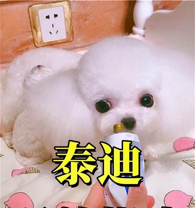 泰迪犬生产后多久可以洗澡？（了解泰迪犬生产后洗澡的适当时间及注意事项）