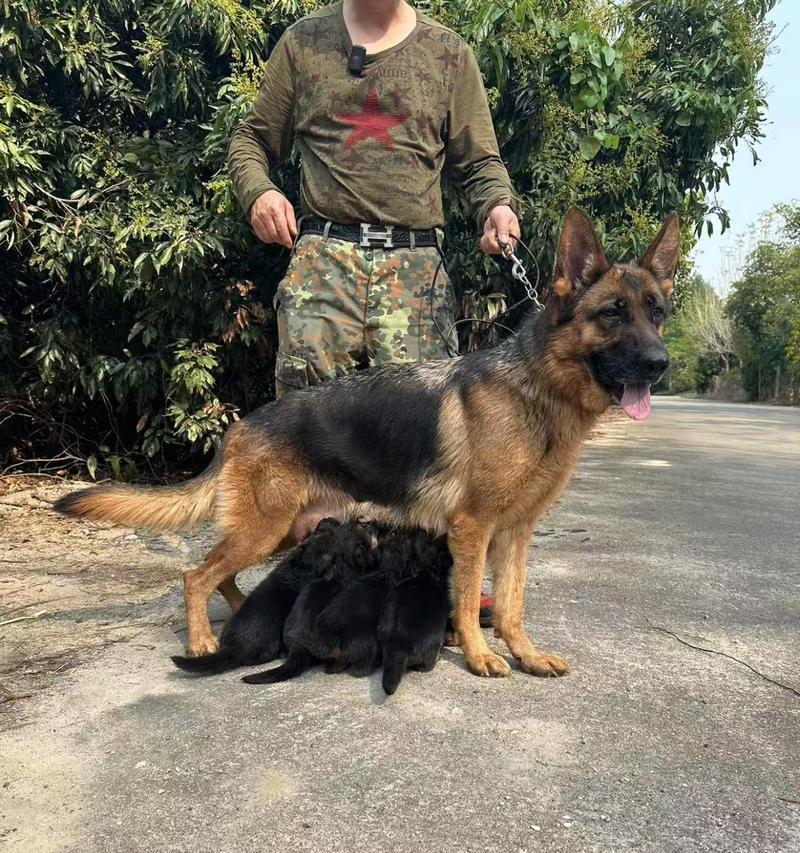 探寻桂林犬舍的独特魅力（品味桂林犬舍的丰富多样与温暖关怀）